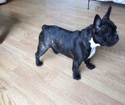 Beautiful Kc French Bulldogs