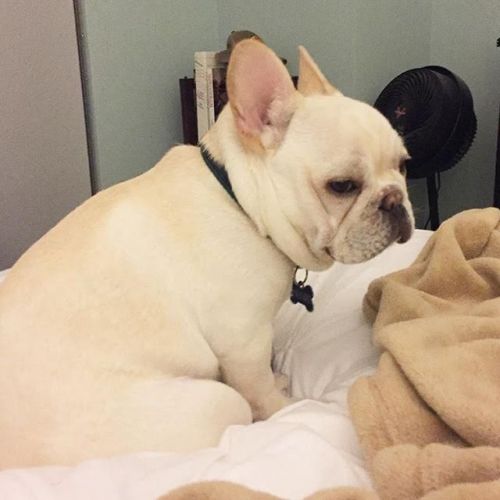 FRENCH BULLDOG PUPPY FOR SALE