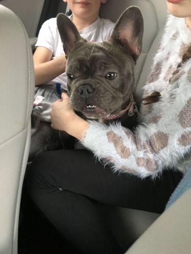 Stunning Blue French Bulldog Puppys