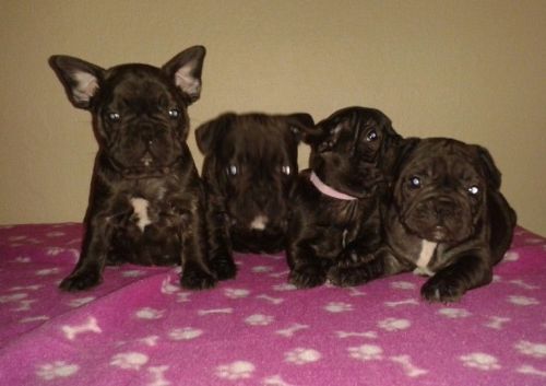 ready To Leave Now Kc Reg French Bulldog Puppies