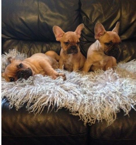 Red Frenche text us at #(***) ***-***1