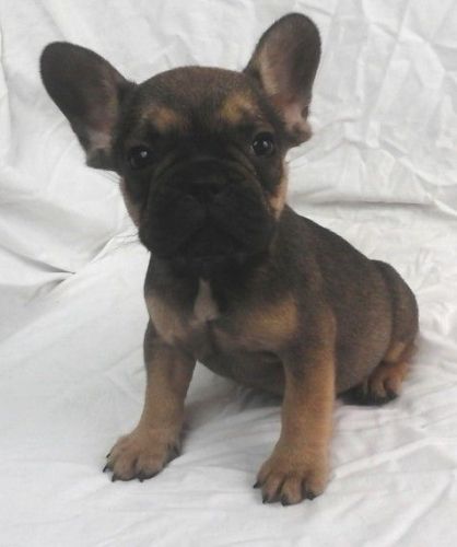 Stunning French Bulldog Puppies Ready Now