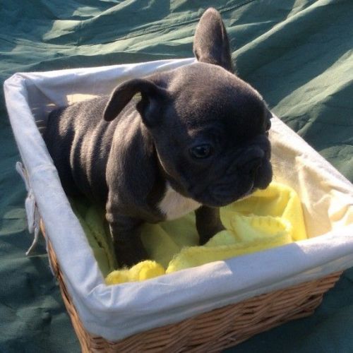 Hi we have a litter of solid blue french bulldog pups