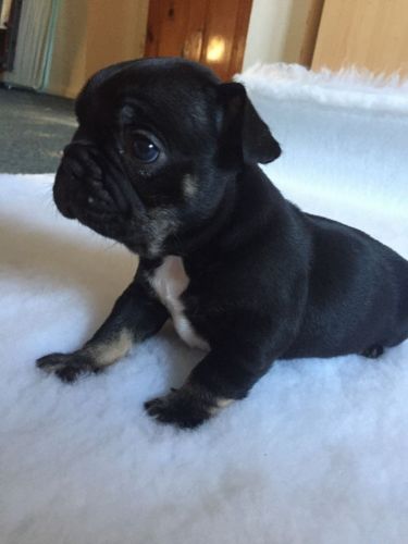 Chocolate Carrying Black And Tan French Bulldogs