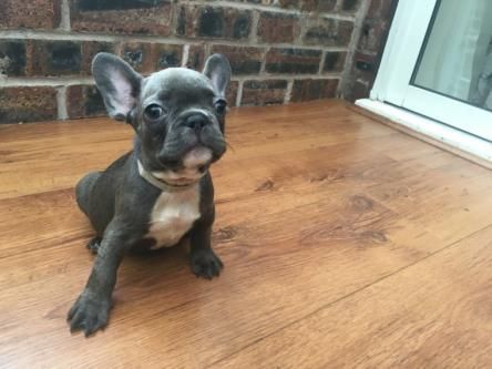 french bulldog for sale