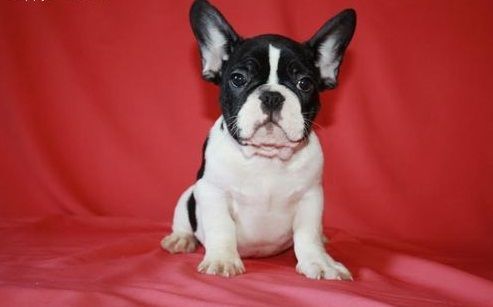 Adorable French Bulldog Puppies