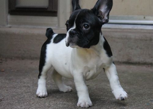 Healthy French Bulldog puppies for sale