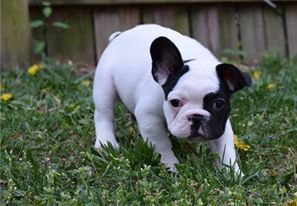 French Bulldog Boys X2 For Sale