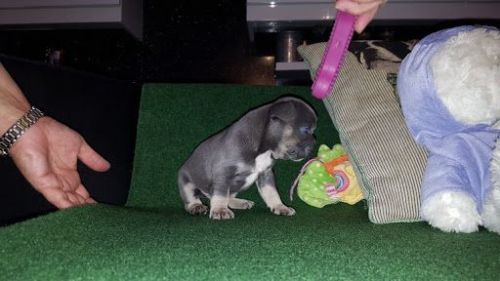 Akc registered french bulldog puppy