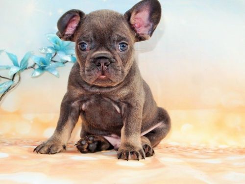 Ready To Leave! Blue And Tan Triple Carrier Boys