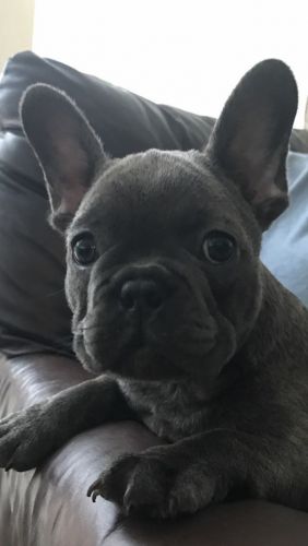 Reduced Beautiful Blue Brindle Female Puppy