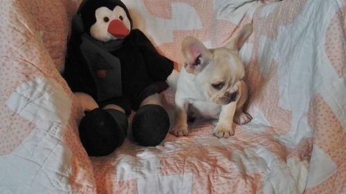 Akc full registration frenchie babies