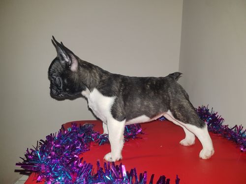 Quality French Bulldog puppy