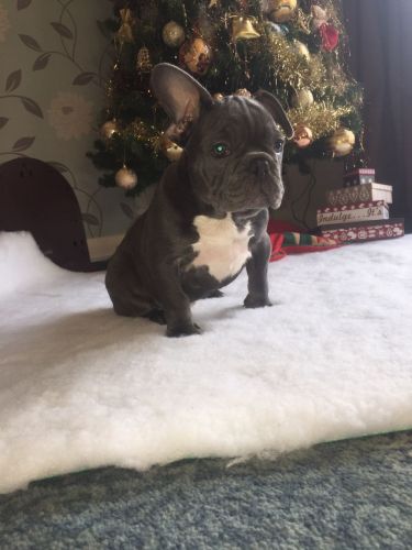 Blue And Tan French Bulldog Boy