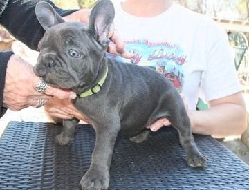 Black and Healthy frenchies