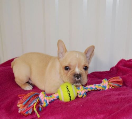manny french bulldog male