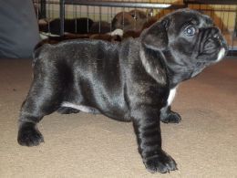 Quality Black French Bulldog Puppies