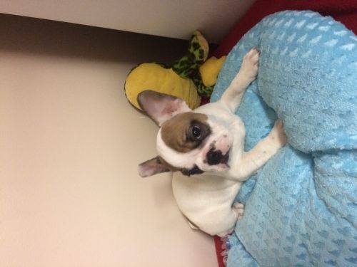 Beautiful healthy French bulldogs