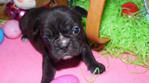 french bulldog female ckc
