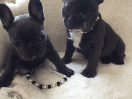 French Bulldog puppies