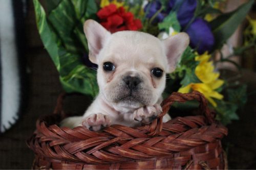 tobie male frenchie akc