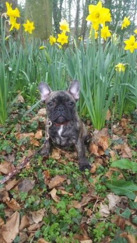 Kc French Bulldog Girl Puppy ***hc Clear