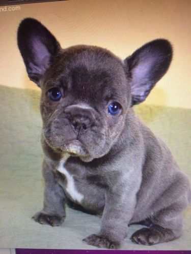 MINI-FRENCH BULLDOG PUREBRED FEMALE & MALE -Text/Call (***) ***-***3