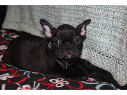 akc french bulldogs