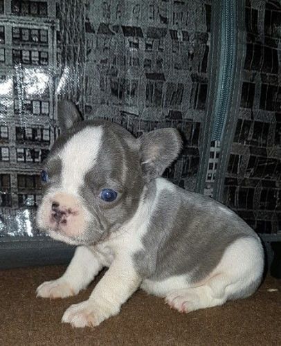 beautiful lilac french bull puppies