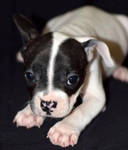 French Bull Dog Pups