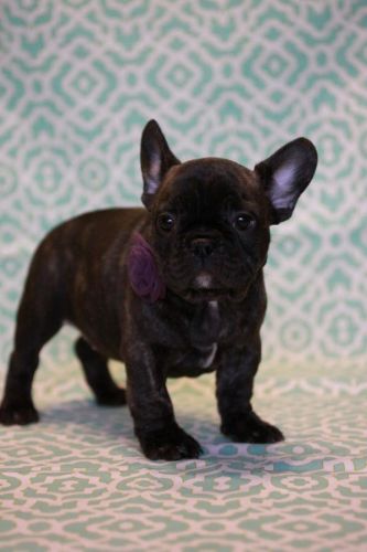 akc french bulldogs