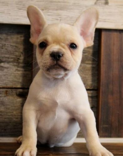 French Bulldogs 3 Blue Boys Left Ready Now