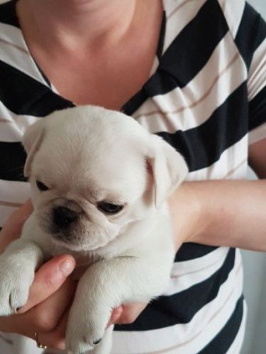 Kc White Boys For Sale