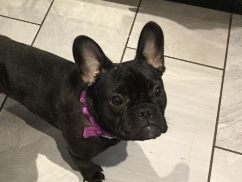 Female French Bulldog For Sale