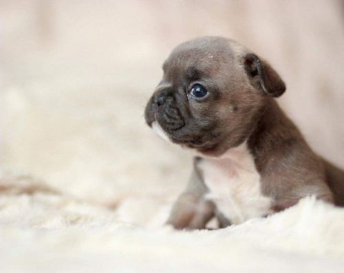 French Bulldog Puppies For sale