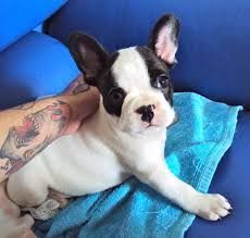 Super Adorable French Bulldog Puppies#(***) ***-***2