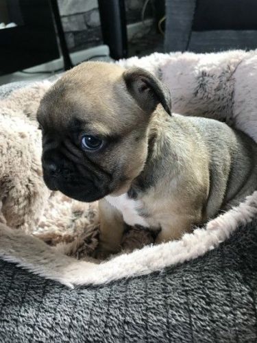 French Bulldog Puppy Now Ready!!!