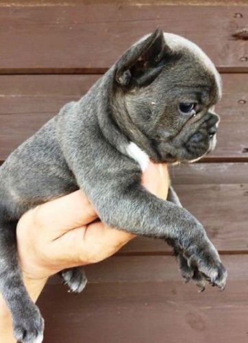 Adorable trained french bulldog available