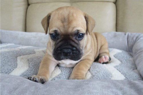 French Bulldog Puppies for Sale