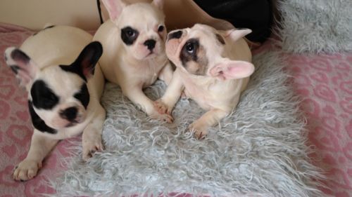 Beautiful French Bulldog Litter