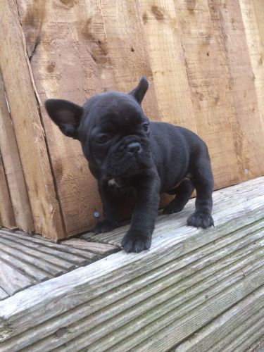 2 Girls Left Kc French Bulldogs