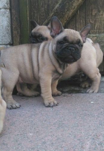 Two Beautiful French Bulldog Girls Puppy's