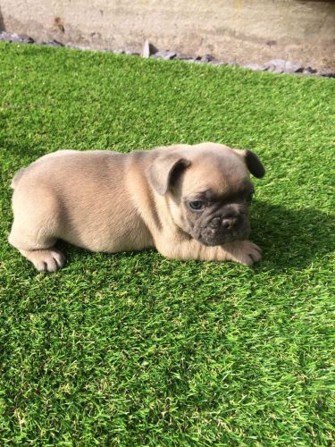 Blue Fawn Boy Carrie Choc Ready Now