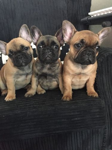 Beautiful Blue French Bulldog Puppies