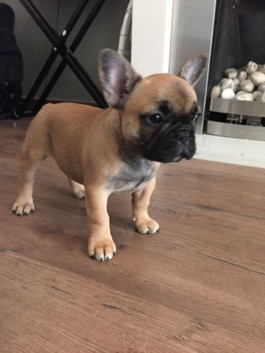 Beautiful Blue French Bulldog Puppies