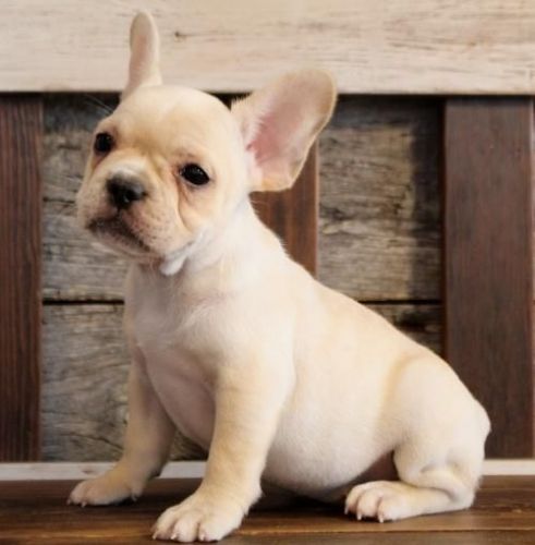 French Bulldog