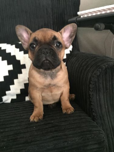 French Bulldog Pups