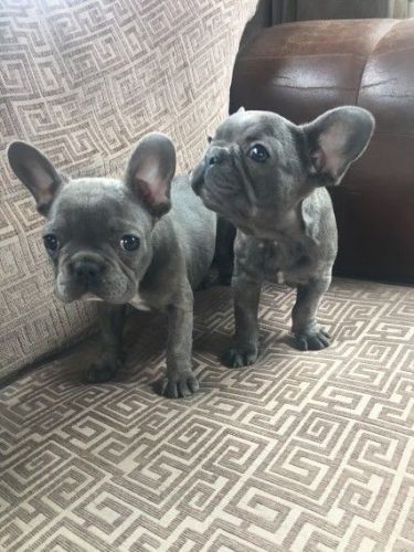 Kc Reg Blue French Dogs