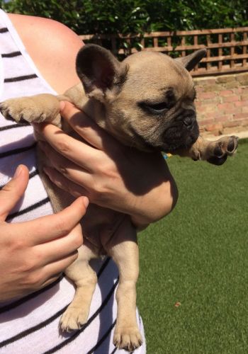 French Bulldog Girl