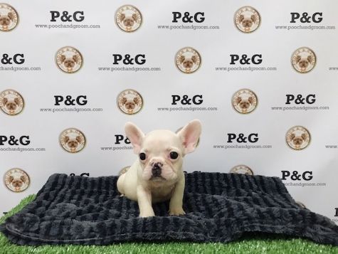 AKC French Bulldog - DuPont - Male
